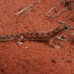 Rhynchoedura ornata (Beaked Gecko) at Petermann, NT - 3 Oct 2010 by jks