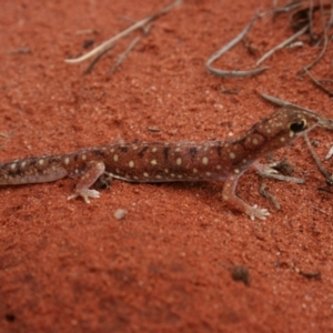 Rhynchoedura ornata at Petermann, NT - 3 Oct 2010