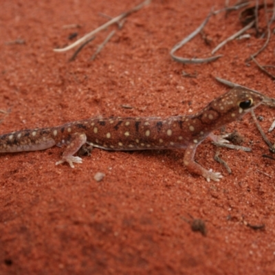 Rhynchoedura ornata (Beaked Gecko) at Petermann, NT - 3 Oct 2010 by jksmits