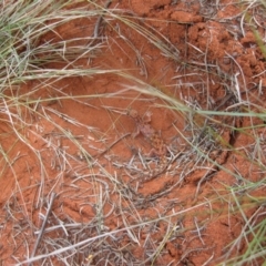 Rhynchoedura ornata at Petermann, NT - 3 Oct 2010