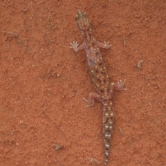 Rhynchoedura ornata at Petermann, NT - 3 Oct 2010 11:06 PM