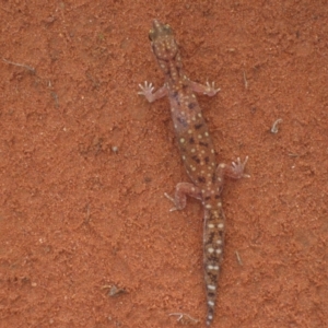 Rhynchoedura ornata at Petermann, NT - 3 Oct 2010