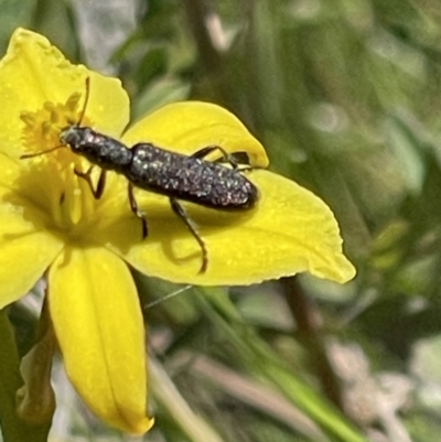 Eleale sp. (genus) (Clerid beetle) at Mount Mugga Mugga - 29 Oct 2023 by JamonSmallgoods