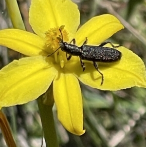 Eleale sp. (genus) at O'Malley, ACT - 29 Oct 2023