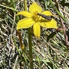 Eleale sp. (genus) at O'Malley, ACT - 29 Oct 2023