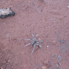 Unidentified Spider (Araneae) at Angas Downs IPA - 2 Oct 2010 by jks