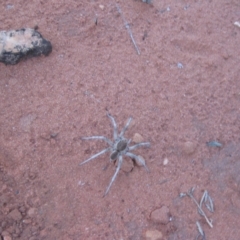 Lycosidae (family) (Wolf spider) at Petermann, NT - 3 Oct 2010 by jks