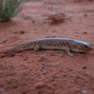 Liopholis inornata at Petermann, NT - 3 Oct 2010