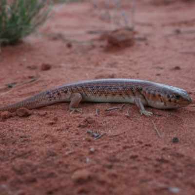 Liopholis inornata (Desert Skink) at Angas Downs IPA - 2 Oct 2010 by jksmits