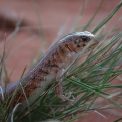 Liopholis inornata at Petermann, NT - 3 Oct 2010