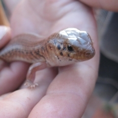 Liopholis inornata at Petermann, NT - 3 Oct 2010