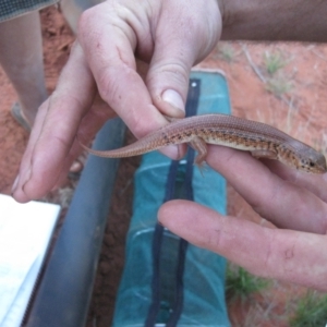 Liopholis inornata at Petermann, NT - 3 Oct 2010