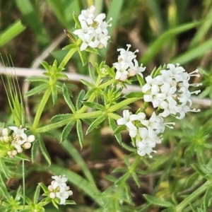 Asperula conferta at Belconnen, ACT - 21 Oct 2023 09:22 AM