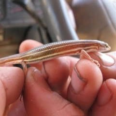 Unidentified Skink at Petermann, NT - 3 Oct 2010 by jksmits