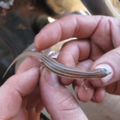 Ctenotus piankai at Petermann, NT - 3 Oct 2010