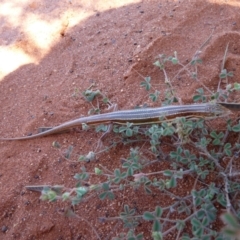 Ctenotus piankai at Petermann, NT - 3 Oct 2010