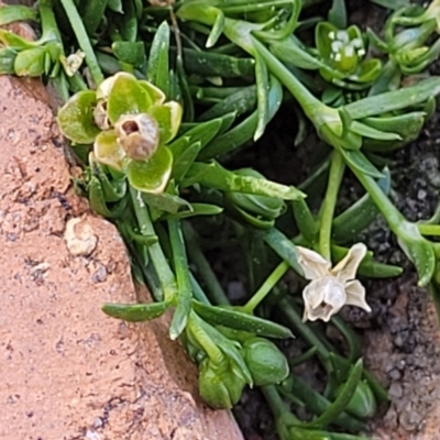 Sagina procumbens (Spreading Pearlwort) at Ngunnawal, ACT - 29 Oct 2023 by trevorpreston