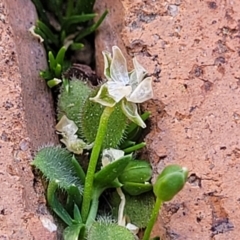 Sagina procumbens at Ngunnawal, ACT - 29 Oct 2023 02:35 PM