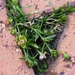 Sagina procumbens at Ngunnawal, ACT - 29 Oct 2023