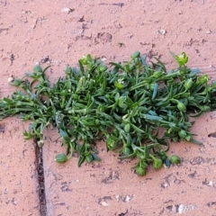 Sagina procumbens at Ngunnawal, ACT - 29 Oct 2023 02:35 PM