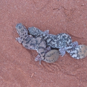 Diplodactylus conspicillatus at Petermann, NT - 3 Oct 2010 07:39 AM