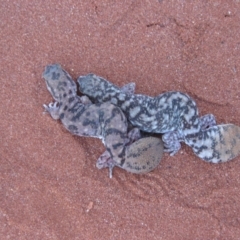 Diplodactylus conspicillatus (Fat-Tailed Diplodactylus) at Angas Downs IPA - 2 Oct 2010 by jksmits