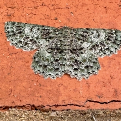 Hypodoxa muscosaria (Textured Emerald) at Aranda, ACT - 29 Oct 2023 by KMcCue
