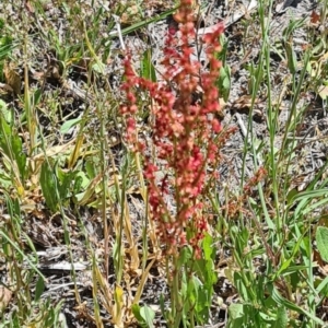 Rumex acetosella at Kambah, ACT - 29 Oct 2023 11:46 AM