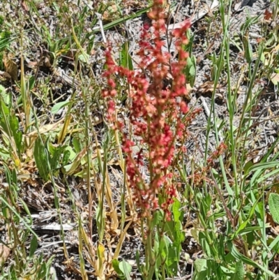 Rumex acetosella (Sheep Sorrel) at Little Taylor Grassland (LTG) - 29 Oct 2023 by galah681