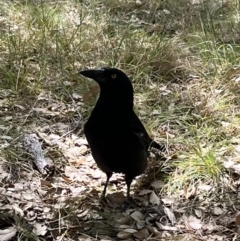 Strepera graculina (Pied Currawong) at Yarralumla, ACT - 29 Oct 2023 by courtneyb