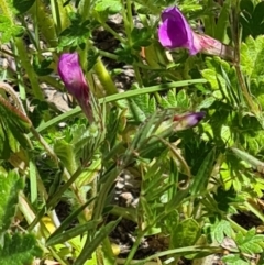 Vicia sativa (Common Vetch) at Kambah, ACT - 29 Oct 2023 by galah681