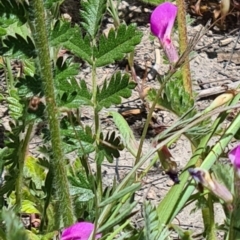 Vicia sativa at Kambah, ACT - 29 Oct 2023