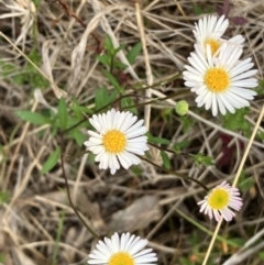 Erigeron karvinskianus (Seaside Daisy) at Hall, ACT - 28 Oct 2023 by strigo