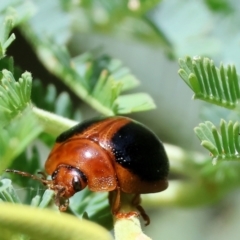 Dicranosterna immaculata (Acacia leaf beetle) at Bandiana, VIC - 28 Oct 2023 by KylieWaldon