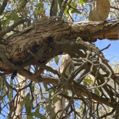 Muellerina eucalyptoides (Creeping Mistletoe) at Hall, ACT - 29 Oct 2023 by strigo