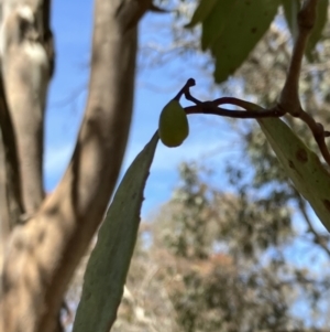 Muellerina eucalyptoides at Hall, ACT - 29 Oct 2023