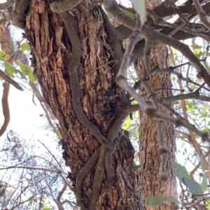 Muellerina eucalyptoides at Hall, ACT - 29 Oct 2023 01:06 PM