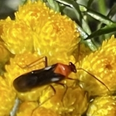 Trilaccus mimeticus (Braconid-mimic plant bug) at Deakin, ACT - 28 Oct 2023 by JamonSmallgoods