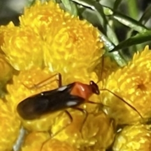 Trilaccus mimeticus at Deakin, ACT - 29 Oct 2023 09:54 AM