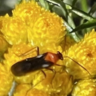 Trilaccus mimeticus (Braconid-mimic plant bug) at Red Hill NR (RED) - 28 Oct 2023 by JamonSmallgoods