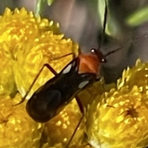 Trilaccus mimeticus at Deakin, ACT - 29 Oct 2023 09:54 AM