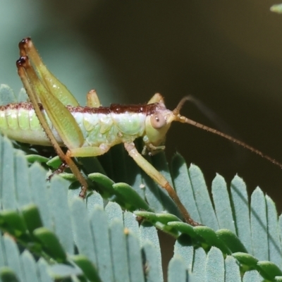 Conocephalus semivittatus (Meadow katydid) at Wodonga - 27 Oct 2023 by KylieWaldon
