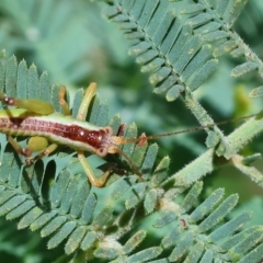 Conocephalus semivittatus at Bandiana, VIC - 28 Oct 2023