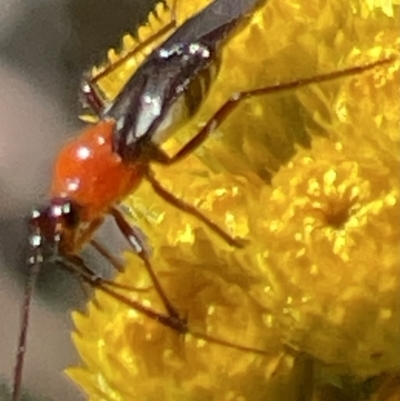 Trilaccus mimeticus (Braconid-mimic plant bug) at Deakin, ACT - 29 Oct 2023 by JamonSmallgoods