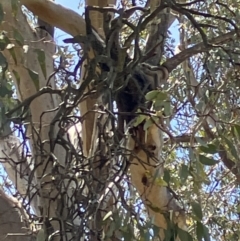 Muellerina eucalyptoides at Hall, ACT - 29 Oct 2023 01:04 PM