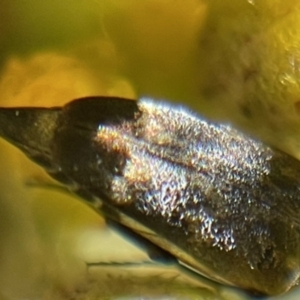 Mordella sp. (genus) at Deakin, ACT - 29 Oct 2023 10:08 AM