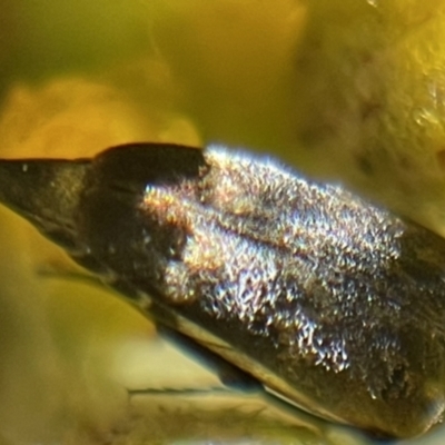Mordella sp. (genus) (Pintail or tumbling flower beetle) at Deakin, ACT - 28 Oct 2023 by JamonSmallgoods