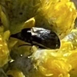 Mordella sp. (genus) at Deakin, ACT - 29 Oct 2023
