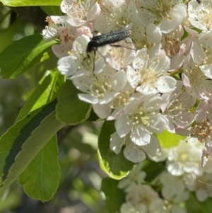 Eleale sp. (genus) at Deakin, ACT - 29 Oct 2023