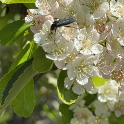 Eleale sp. (genus) (Clerid beetle) at Red Hill NR (RED) - 28 Oct 2023 by JamonSmallgoods